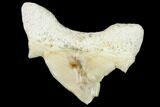 Pathological Shark (Otodus)Tooth - Morocco #108265-1